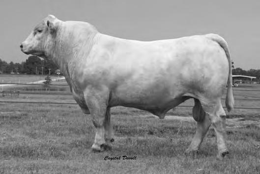 81 2.31 25 9 Low BW EPD with good growth numbers Lots of milk and big REA of.41, Top 15% for REA EPD Want 3 bulls alike, get 3 full ET brothers in lots 193, 194, and 195.