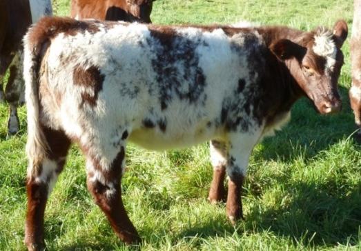 Be sure to check her out at the Sale Barn page of Twin Maple Shorthorns website. Muridale Grecko 18P DAM: Twin Maple G Robinette 1S Twin Maple Robinette 3P.