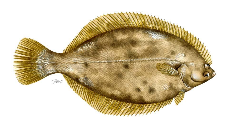 2013 REVIEW OF THE ATLANTIC STATES MARINE FISHERIES COMMISSION'S INTERSTATE FISHERY MANAGEMENT PLAN FOR WINTER FLOUNDER (Pseudopleuronectes americanus) 2012 FISHING YEAR (May 2012