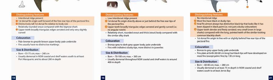 of the identification key for whaler sharks;