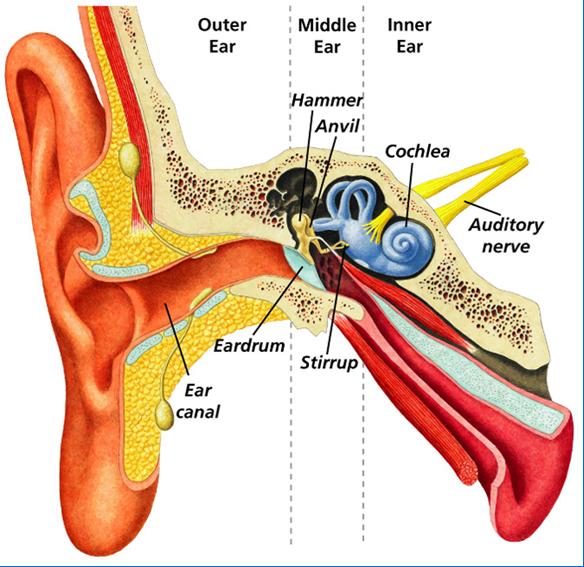 The Human Ear --> the outer ear gathers and focuses sound into the middle ear; the middle ear receives and