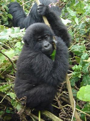 MU GLL G 2 1. nswer the questions n which parts of the world do mountain gorillas live? escribe their appearance, height and weight! re mountain gorillas dangerous to humans?