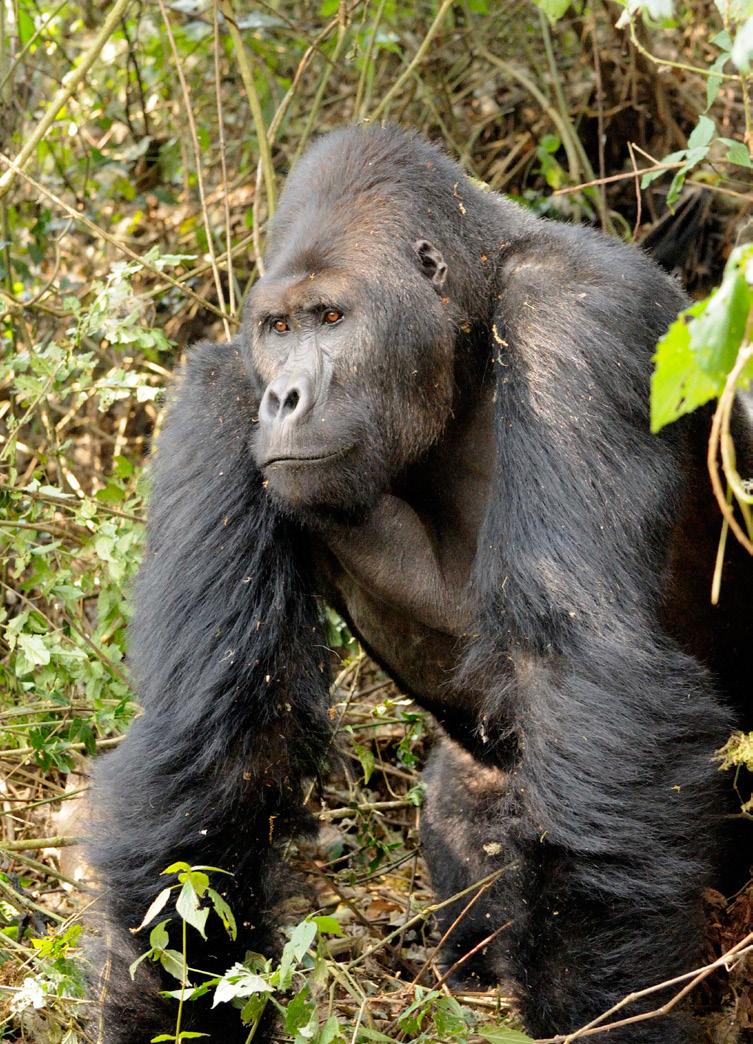 february 2017 How does war affect gorillas?
