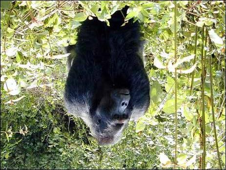 GORILLA BERINGEI GRAUERI 1. TAXONOMY AND NOMENCLATURE 1.1. Taxonomical remark Eastern lowland gorilla. Kahuzi-Biega NP.