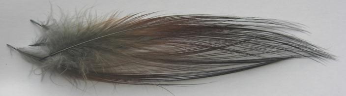 Our natural Heron is the premium feathers that have been dyed over the natural chocolate colour. The dye jobs are strong, though they are covering a darker colour in most cases.