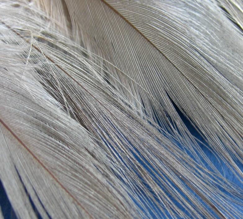The result is a feather that is very close to Rhea. These feathers are absolutely what you are looking for to make your Intruder flies come to life. Available in 12 colours.