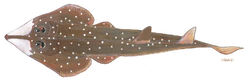 Rhinobatos punctifer RHINOBATIDAE 50 cm FAO names: En Spotted guitarfish.