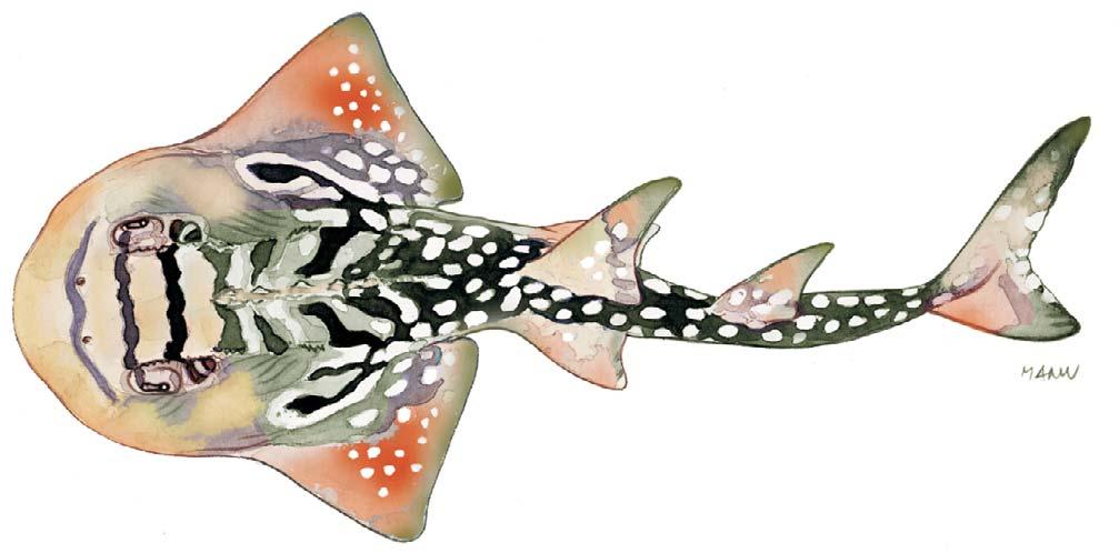 Rhina ancylostoma RHYNCHOBATIDAE 1 st dorsal fin above pelvics snout rounded 50 cm FAO names: En - Bowmouth guitarfish; Fr