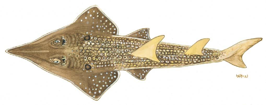 Rhynchobatus djiddensis RHYNCHOBATIDAE 1 st dorsal fin above pelvic fins snout long and pointed 50 cm FAO names: En - Giant guitarfish; Fr - Poisson