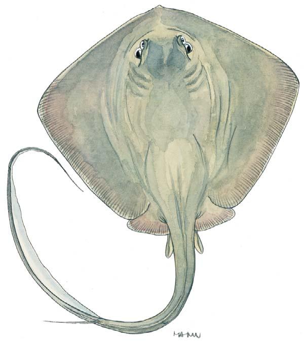 Pastinachus sephen DASYATIDAE lower skinfold very prominent, terminating before tip of tail FAO names: En Cowtail stingray.