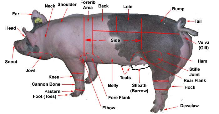 Swine Market hogs Gilts