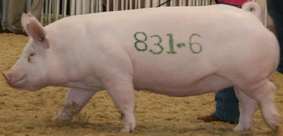 Breeding Gilts Structural Soundness Rib shape, body depth, base width Adequate conditioned Structurally