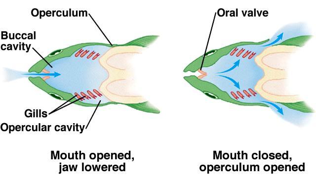 INTERNAL GILLS The gills of bony fishes are located between the buccal (mouth) cavity and the opercular cavities.