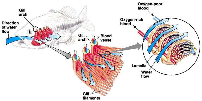 INTERNAL GILLS Water flows past the lamellae in one direction only. Within each lamella, blood flows in a direction that is opposite the direction of water movement.
