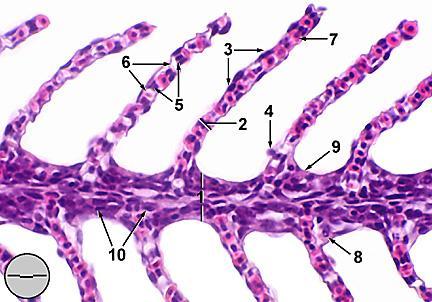 INTERNAL GILLS The secondary epithelium that covers the free part of the secondary lamellae has an exclusive relationship with the arterioarterial vasculature, i.e., the pillar cells.