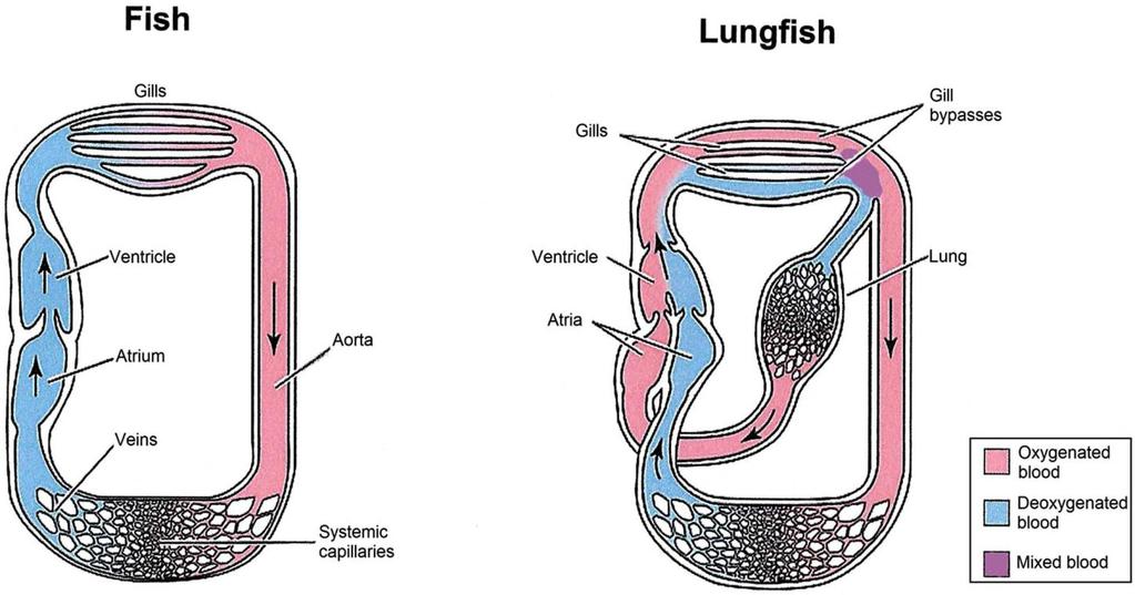 LUNGFISH Air is richer source of oxygen (210ml/L) as compared with fresh water (5-10ml/L). The first air-breathing vertebrates were fishes.