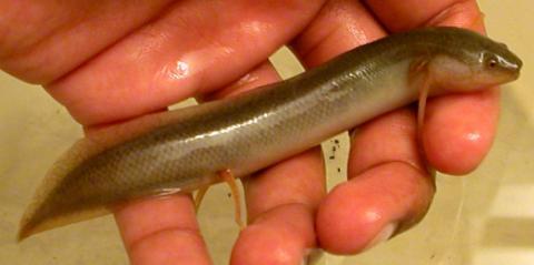 African lungfish (Protopterus) possess two lungs obligate air breathers. Young Protopterus possess external gills, which are usually lost as the fish ages.
