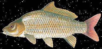 Fish Identification NEW JERSEY