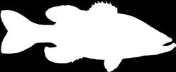 Redbreast Sunfish Pumpkinseed Sunfish Bluegill