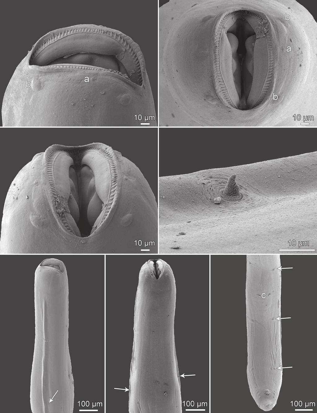 A B C D E F G Fig. 2. Cucullanus epinepheli sp. n., scanning electron micrographs of male from Epinephelus chlorostigma (Valenciennes).