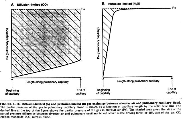 Figure 3. C. O 2 sometimes perfusion-limited, sometimes diffusion-limited O 2 transport is normally perfusion-limited.
