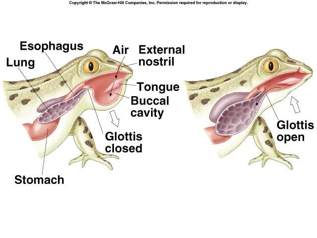 Positive pressure breathing Frogs draw in air through nostrils,