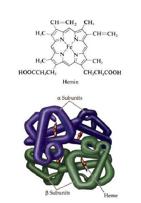 Hemoglobin Binding O 2 loading & unloading from Hb protein depends on cooperation