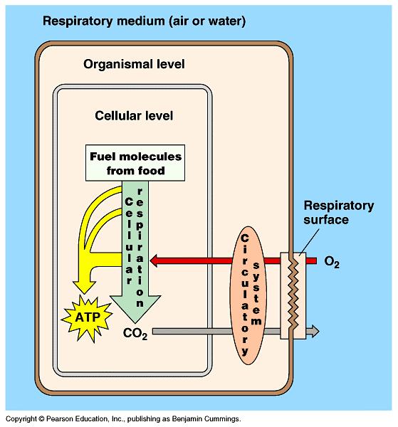 Gas exchange O 2 & CO 2 exchange exchange between environment & cells provides O 2 for