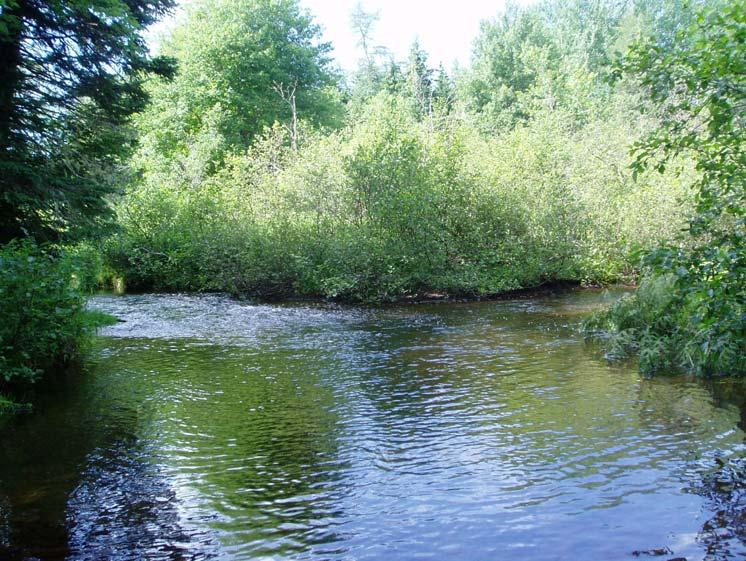 A Conservation Strategy for Atlantic Salmon in Prince Edward Island 136 f) Continue with planting of native species of grasses, shrubs, and trees that should normally occur along such riparian buffer