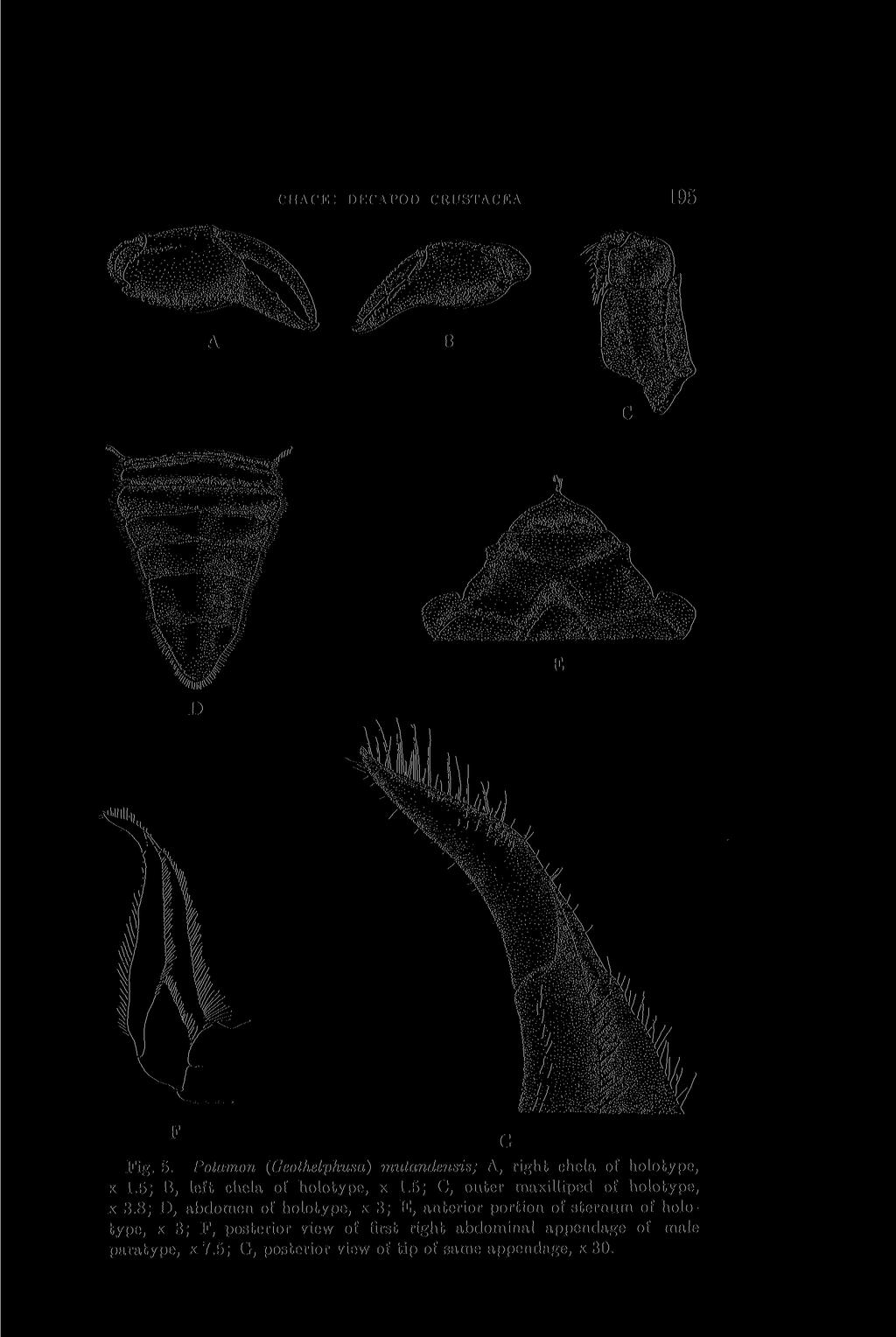 < HACK: DEC APOD CRUSTACEA 195 E D Fig. 5. Potamon (Geothelphusa) mutandensis; A, right chela of holotype, x 1.5; B, left chela of holotype, x 1.5; C, outer maxilliped of holotype, x 3.