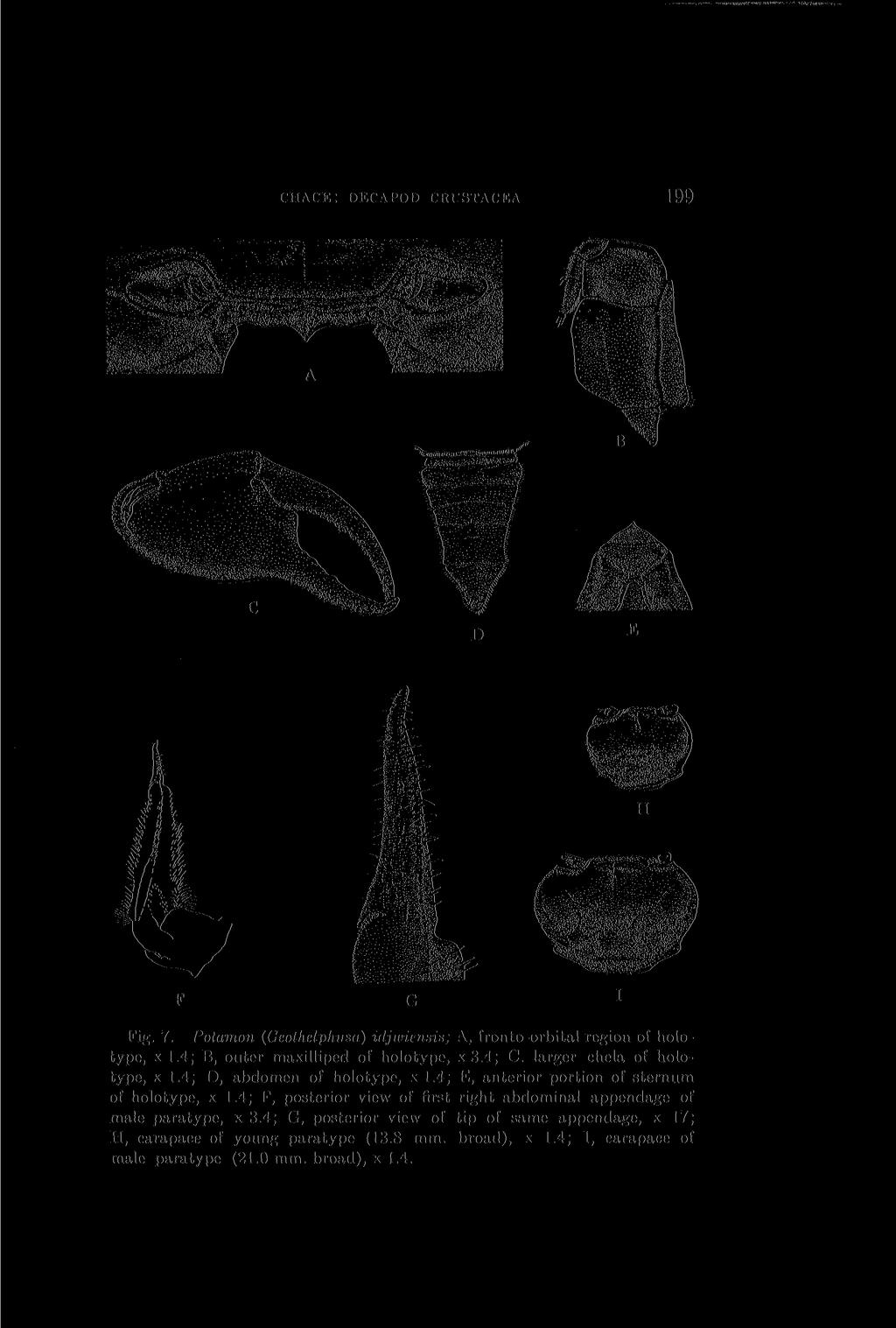 CHACE: DECAPOD CRUSTACEA 199 Fig. 7. Potamon (Geothelphusa) idjimcnxut; A, fronto-orbital region of holotype, x 1.4; B, outer maxilliped of holotype, x3.4; C. larger chela of holotype, x 1.