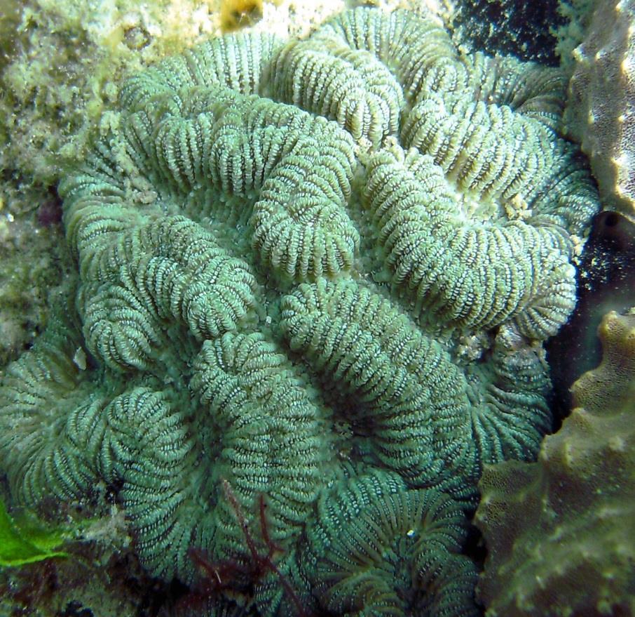 Recruitment of Stony corals Lesser Starlet (Siderastrea radians)