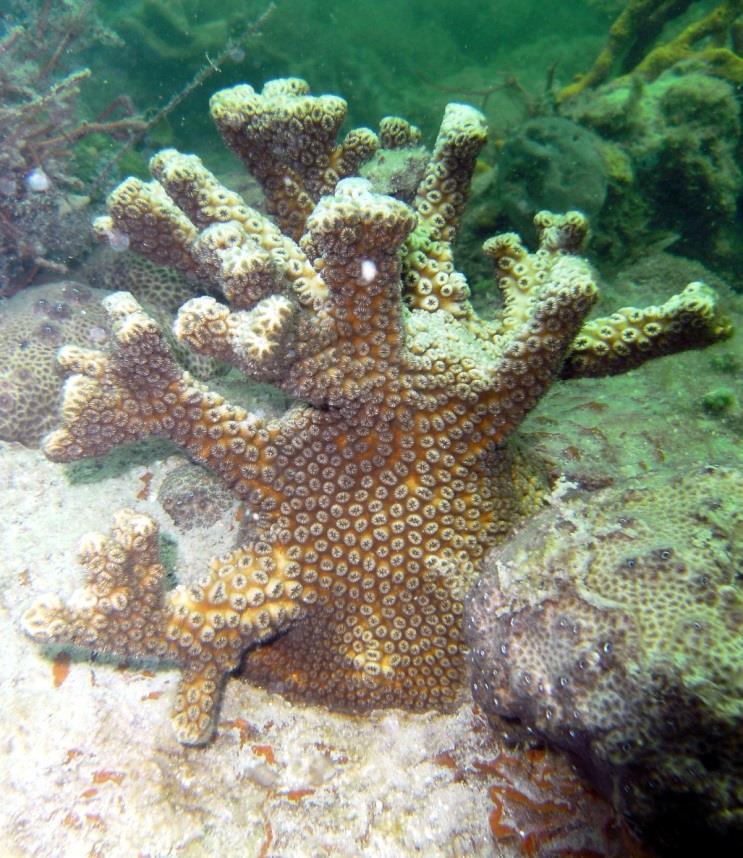hyades) Blushing Star Coral (Stephanocoenia intersepta) Rose Coral