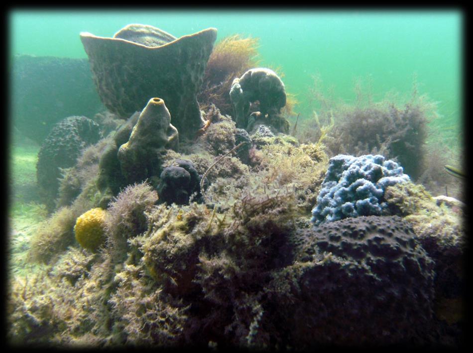 Colonization of Sponges Giant barrel and vase sponges Xestospongia muta