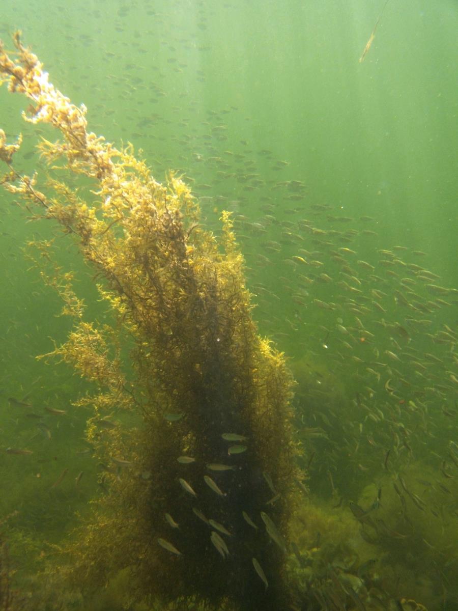 Fish Recruitment Pelagic species anticipated to utilize reef modules for foraging Bluefish (Pomatomus saltatrix) Cobia (Rachycentron canadum) Crevalle, Common