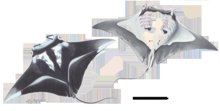 Giant Manta Ray Habitat and migration: The genus was recently re-evaluated and split into two species, the Reef Manta Ray (Manta alfredi) and the Giant Manta Ray (Manta birostris).