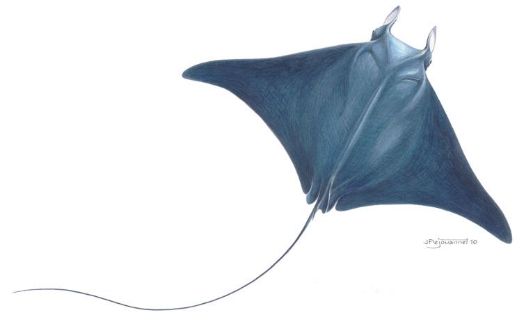 these mantas make migrations away from these areas during parts of the year but return to their birthplace.