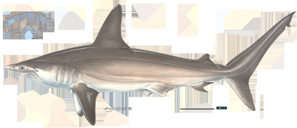 Scalloped Hammerhead Shark Habitat and migration: The Scalloped