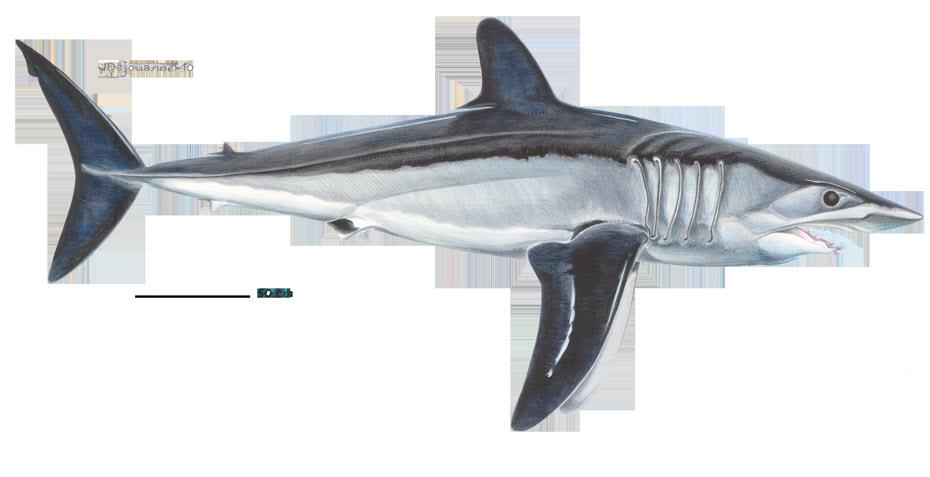 Shortfin Mako Shark Habitat and migration: The Shortfin Mako Shark (Isurus oxyrinchus) is a coastal,