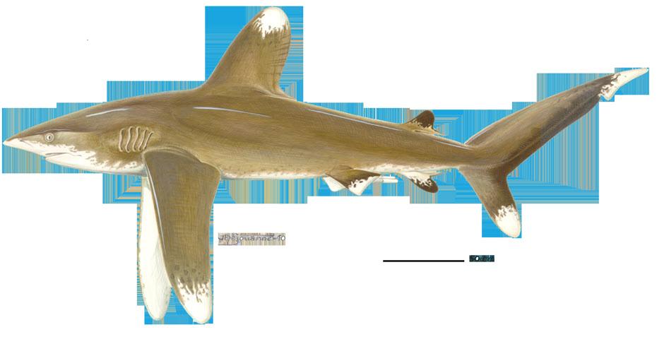 Oceanic Whitetip Shark Habitat and migration: The oceanic Whitetip Shark (Carcharhinus longimanus) is one