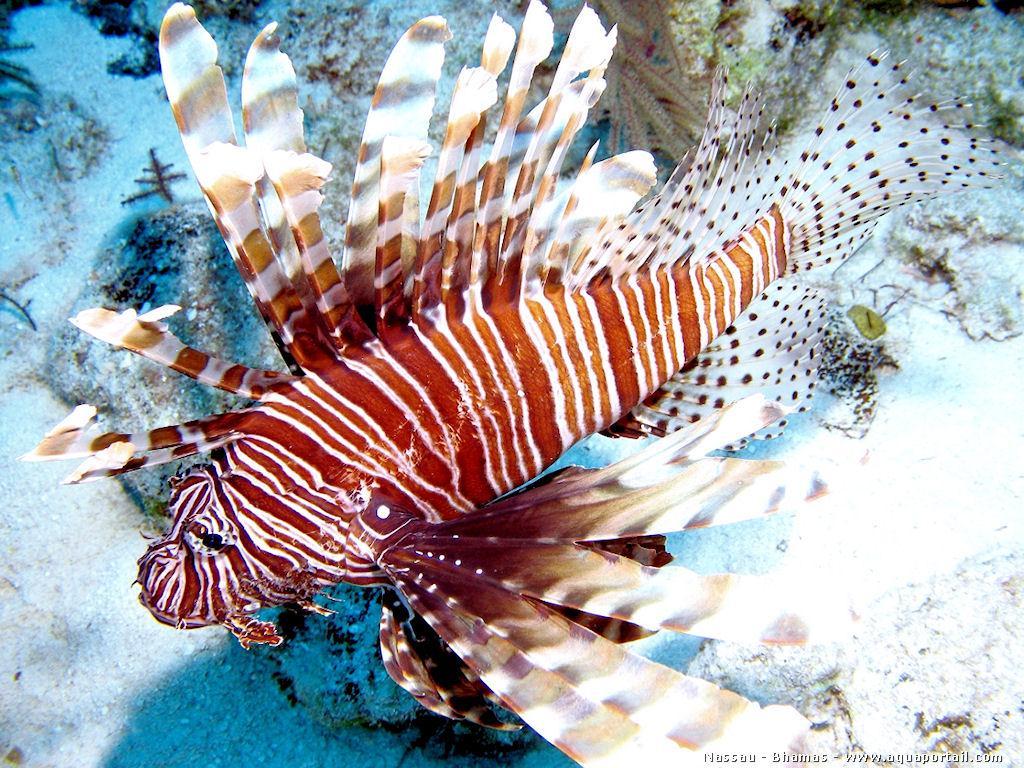 Pterois volitans (Red Lionfish) Family: Scorpaenidae (Scorpionfish) Order: Scorpaeniformes (Mail-cheeked Fish) Class: Actinopterygii (Ray-finned Fish) Fig. 1. Red lionfish, Pterois volitans.