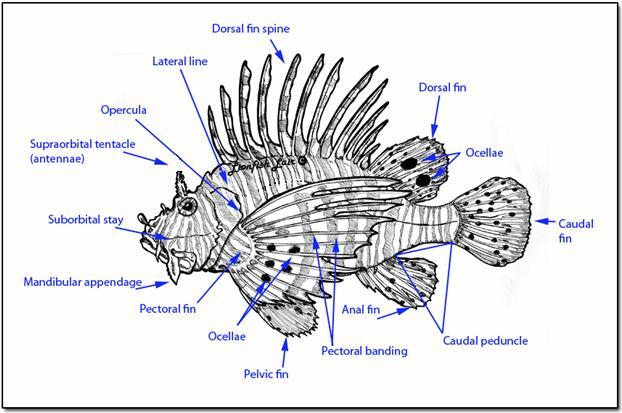 Hix, and Hix. 2009. 'Lionfishlair.Com - Lionfish Care Guide'. Lionfishlair.Com. http://www.lionfishlair.com/careguides/lionfish.shtml. Ima.gov.tt,. 2012. 'Lionfish - Trinidad & Tobago'. http://www.ima.