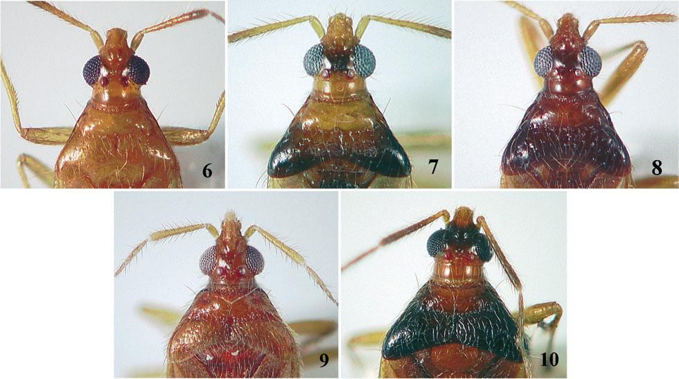 Figs 6 10. Head and pronotum. 6 A. constrictus, %, Thailand; 7 ditto, %, Malaysia; 8 A. edentulus sp. n., %, Malaysia (holotype); 9 A. rompinus sp. n., %, Malaysia (holotype); 10 A.