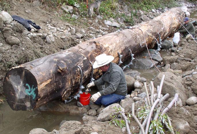 As indicated by the green paint on the end of this log, the diameter is 2.25 feet. The largest diameter log was nearly 3.