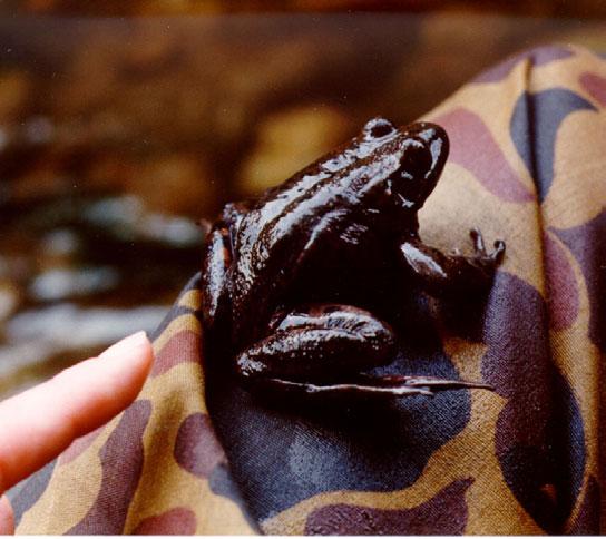 MPWMD found evidence of California red-legged frogs (CRLF) at the site in late spring 2002.