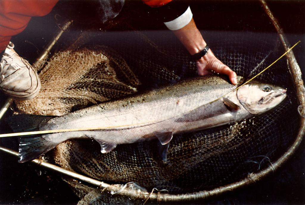STEELHEAD (Oncorhynchus mykiss) This 1994 MPWMD file photo shows an adult netted out of the 70-foot high San Clemente Dam fish ladder.