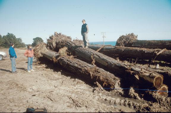 Big Creek, located in Davenport, stored the logs for two years after Marty Gingras (pictured on top of the fir logs) and Jennifer Nelson, biologists with the