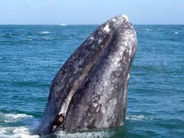 WHALE WATCHING (MAGDALENA BAY) During the annual grey whale