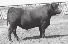 34 35 Gonsalves Final Product 313B - Lot 34 Gonsalves Final Product 313B [DDP] Birth Date: 2-5-2013 Bull 17873016 Tattoo: 313B Connealy Product 568 #GA etail Product Connealy Final Product Pride Fine