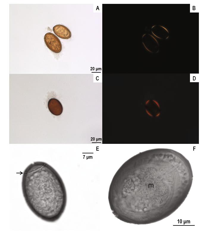 Results Eggs The eggs of E. coelomaticum in different developmental stages were observed using LM, and displayed a brownish or yellowish color and an elongated shape.